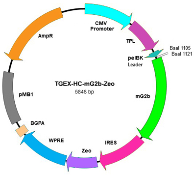 TEGX-HC-mG2b-Zeo map